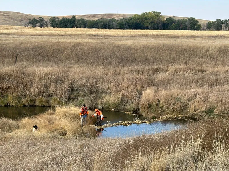 Hunting party B H from Washington – 2024 wild pheasant hunt in North Dakota