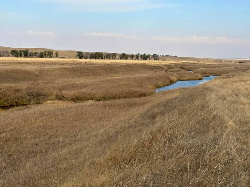 2024 wild pheasant hunt at K Pheasant Hunting, North Dakota (photo 12)