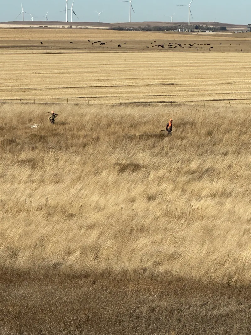 2024 wild pheasant hunt at K Pheasant Hunting, North Dakota (photo 26)