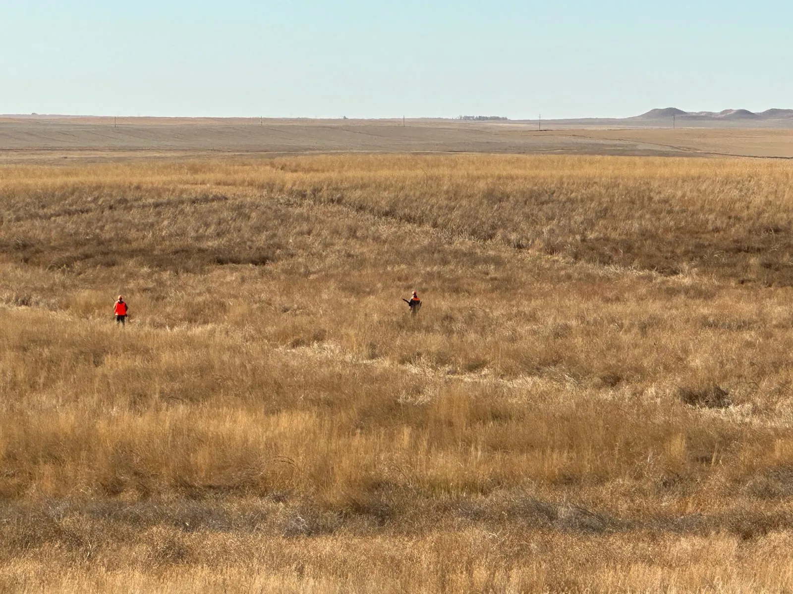 Hunters spread out across a golden North Dakota field