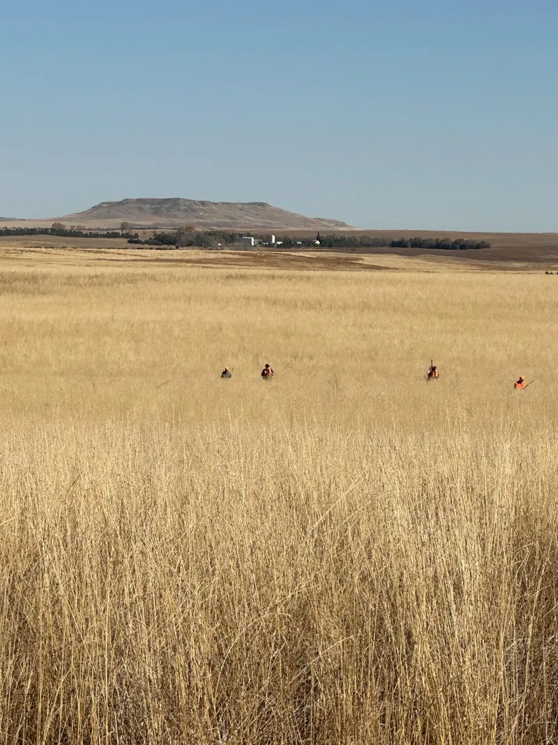 2024 wild pheasant hunt at K Pheasant Hunting, North Dakota (photo 5)