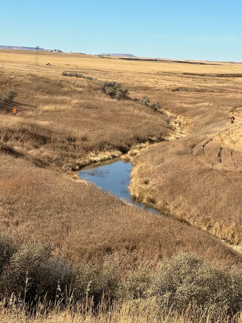 Hunting party GF from Iowa – 2024 wild pheasant hunt in North Dakota