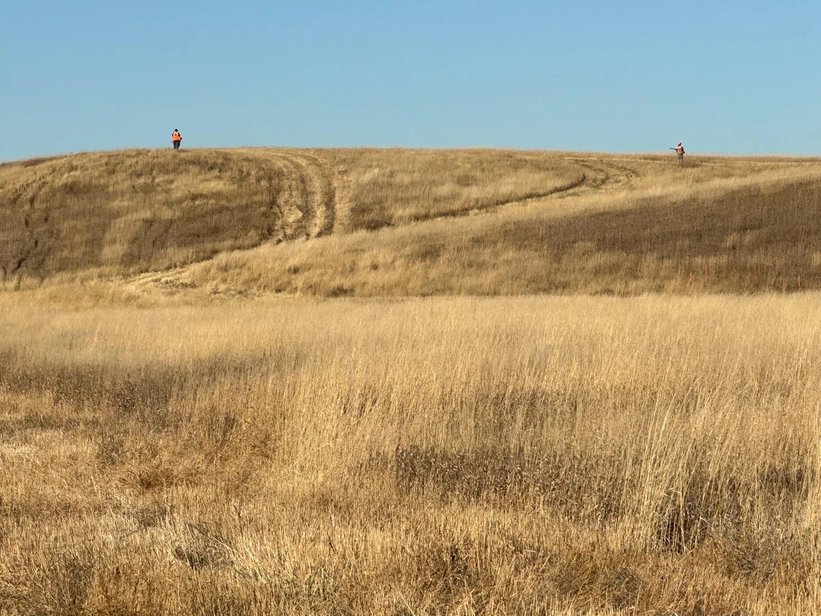 Hunters walking golden prairie hills in southwest North Dakota