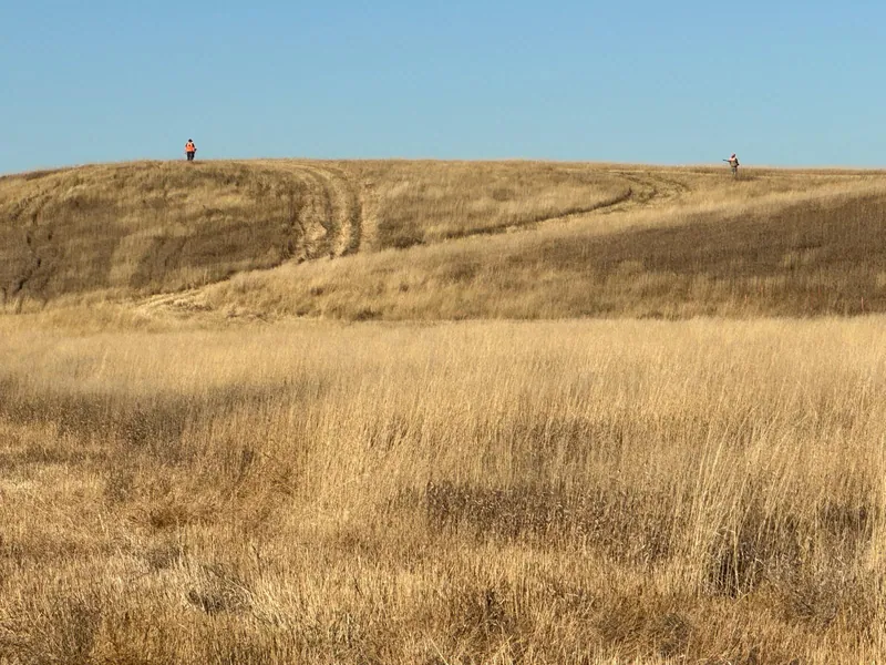 Hunting party JS from North Dakota – 2024 wild pheasant hunt in North Dakota