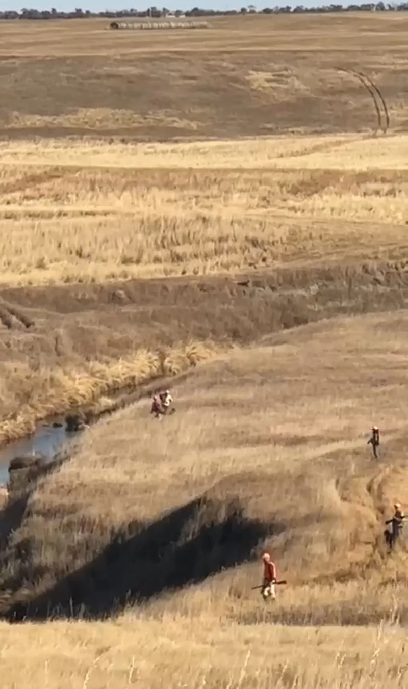 2024 wild pheasant hunt at K Pheasant Hunting, North Dakota (photo 17)