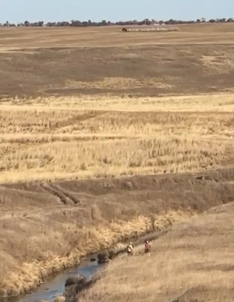 Hunting party JY from Montana – 2024 wild pheasant hunt in North Dakota