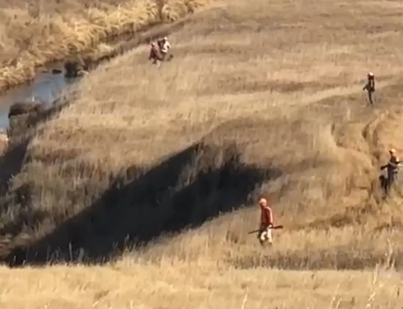 2024 wild pheasant hunt at K Pheasant Hunting, North Dakota (photo 20)