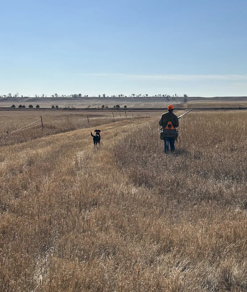 2024 wild pheasant hunt at K Pheasant Hunting, North Dakota (photo 21)