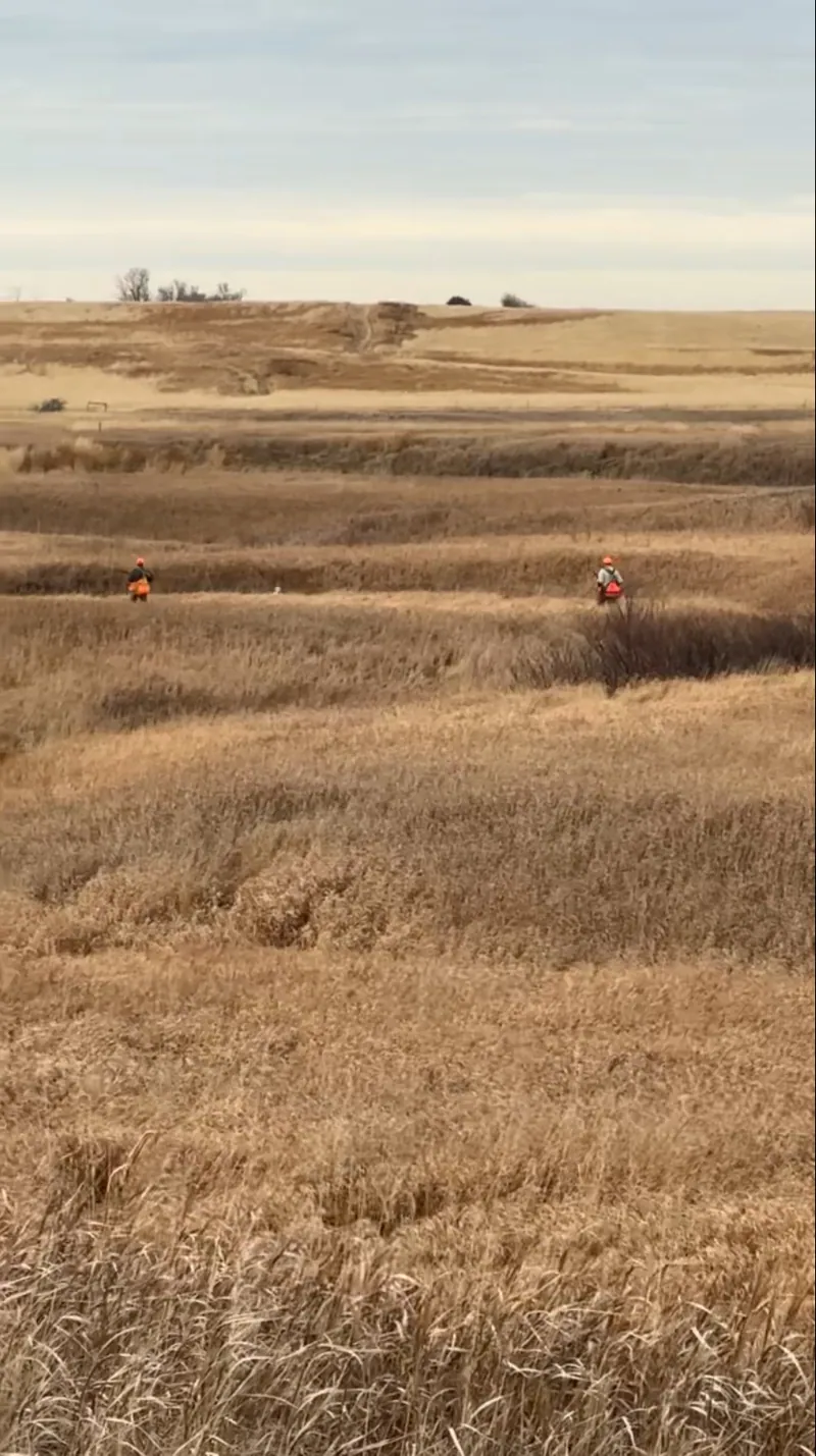 Hunting party R from Michigan – 2024 wild pheasant hunt in North Dakota