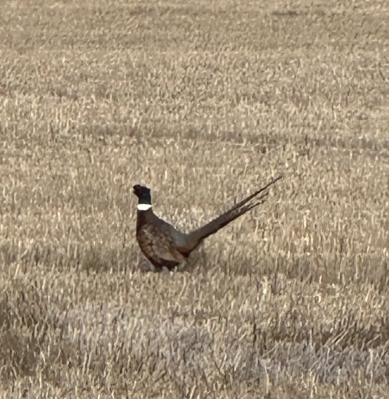 2025 wild pheasant hunt at K Pheasant Hunting, North Dakota (photo 32)