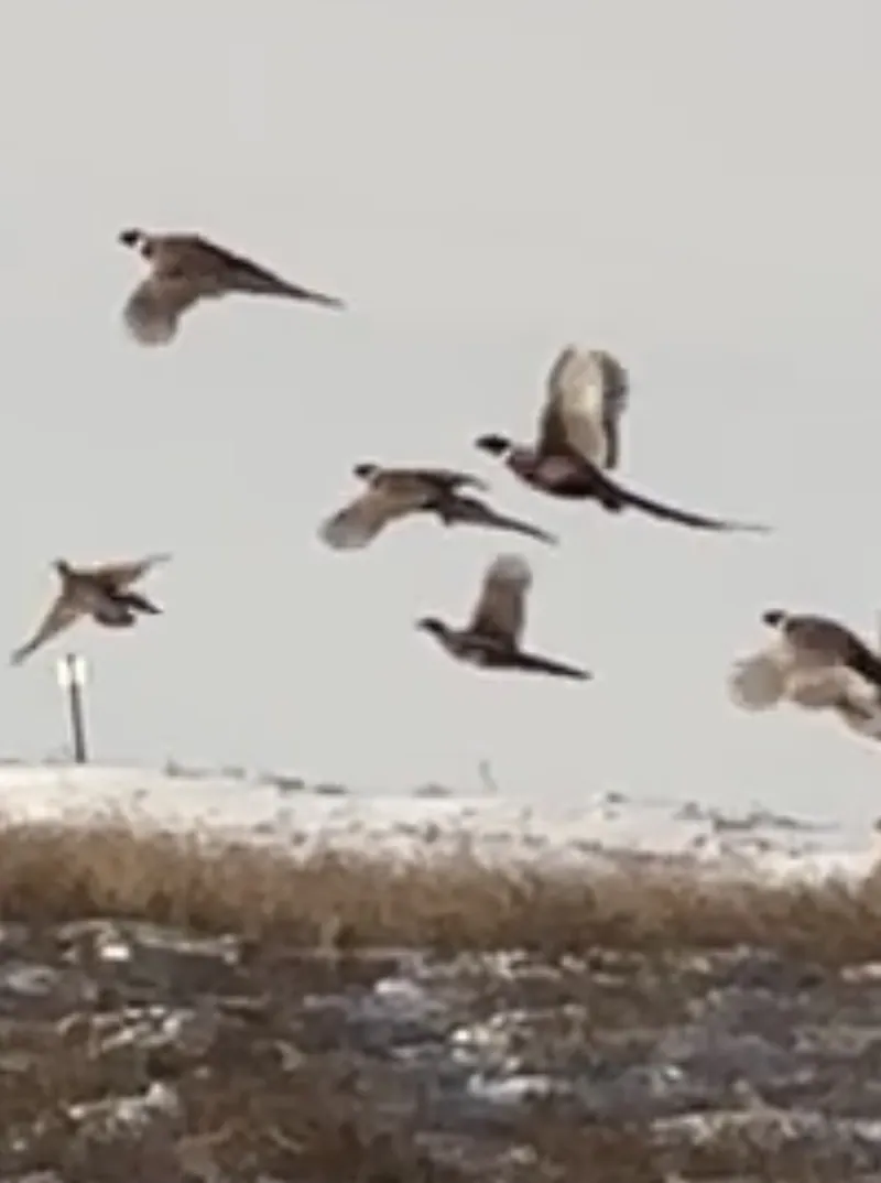 2025 pheasant hunt in North Dakota