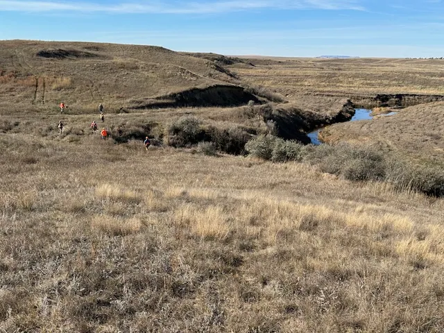 Hunting party GF from Iowa – 2025 wild pheasant hunt in North Dakota