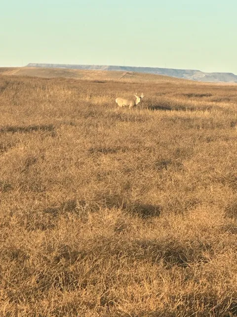 Hunting party MW from Michigan – 2025 wild pheasant hunt in North Dakota