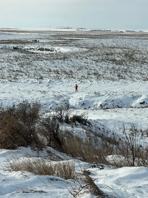 Hunting party DR from Michigan – 2025 wild pheasant hunt in North Dakota
