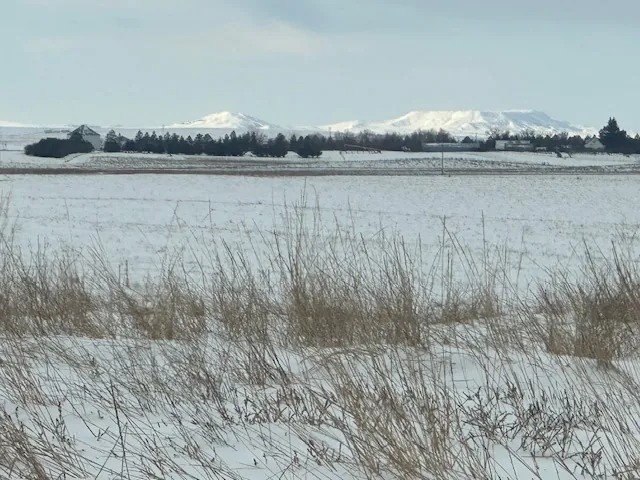 Snow on the Buttes – 2025 pheasant season at K Pheasant Hunting, North Dakota