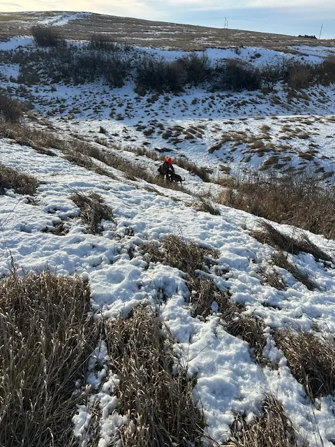 Hunting party BD from Idaho – 2025 wild pheasant hunt in North Dakota