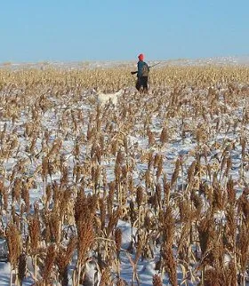 Pheasant hunt, January 2003