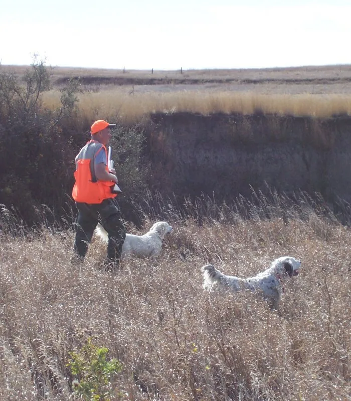 Bird dogs Lemon and Albert