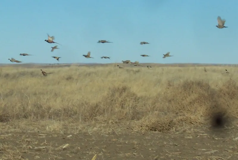 Wild pheasants and wildlife on our North Dakota farm