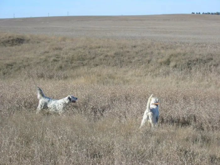 Pheasant hunt, November 2004