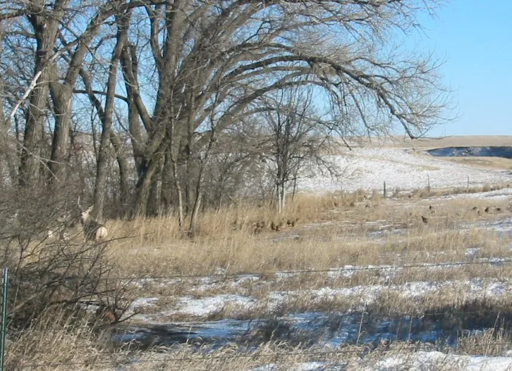 Pheasant hunt, January 2005