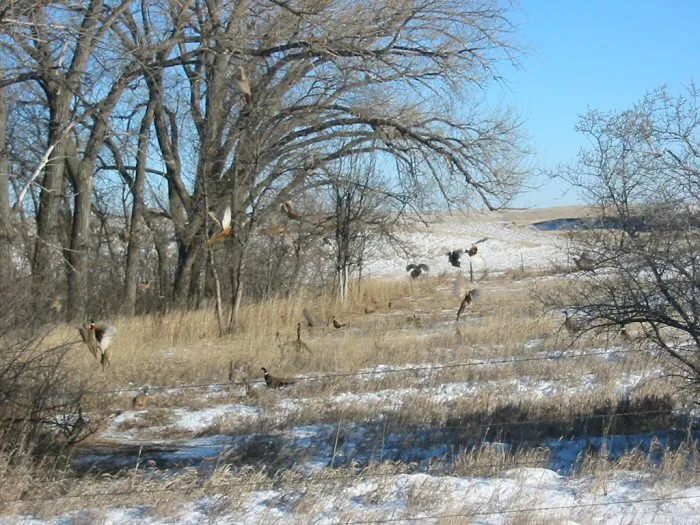 Pheasant hunt, January 2005