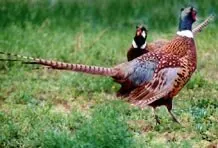 Two pheasants approaching