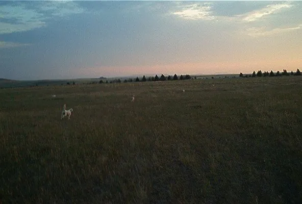Alfalfa field west of the house