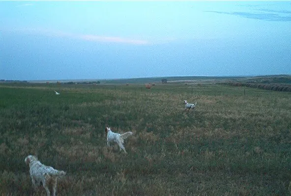 Bird dog backing on point
