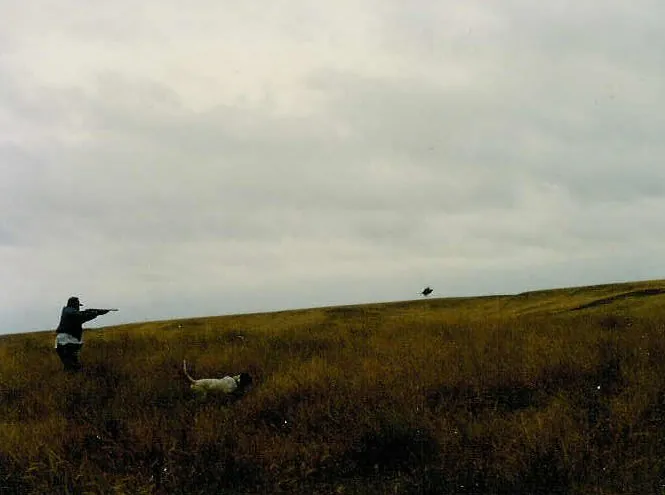 Pheasant in flight