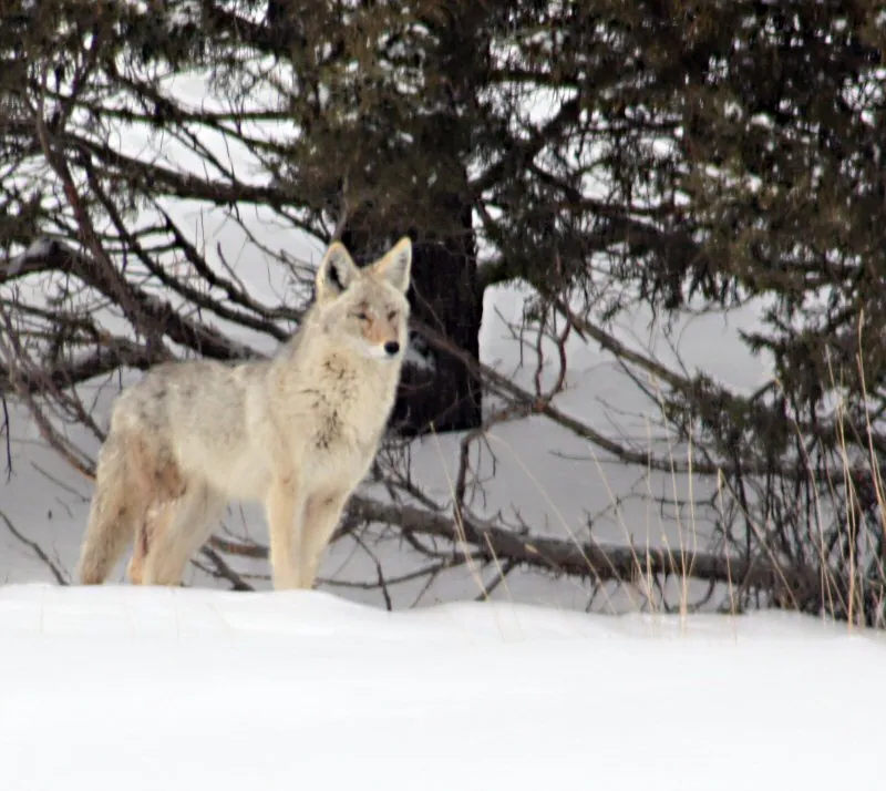 Coyote in the farmyard