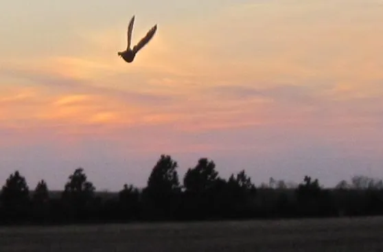 Pheasant in flight against a prairie sunset