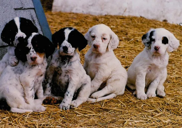 Future hunting partners