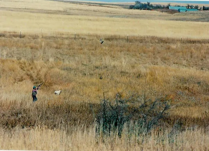 Got it! A bird dog with a rooster