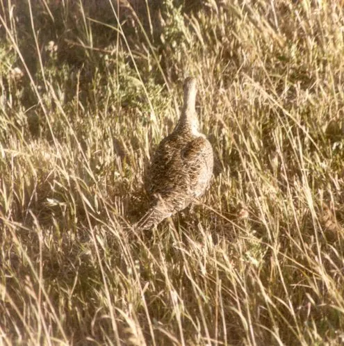 Grouse on the prairie