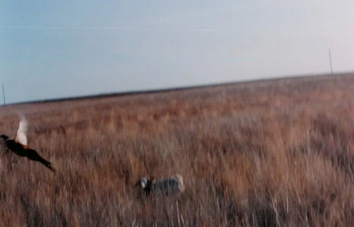 I got this one! A hunter with a rooster