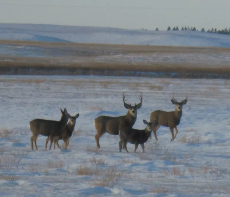 Deer on the farm