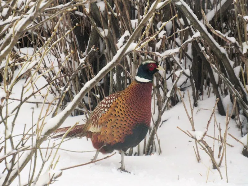 Rooster pheasant