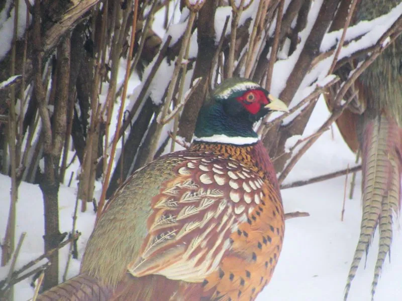 Wild rooster pheasant on the prairie