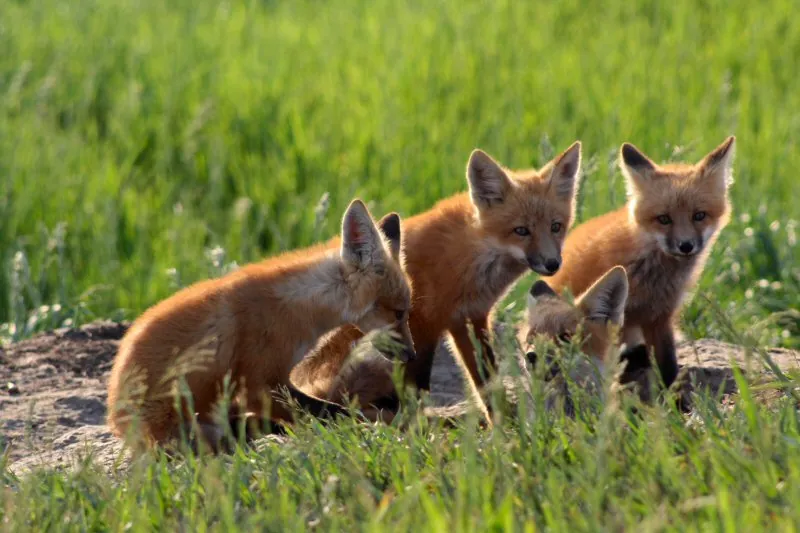 Fox den on the farm