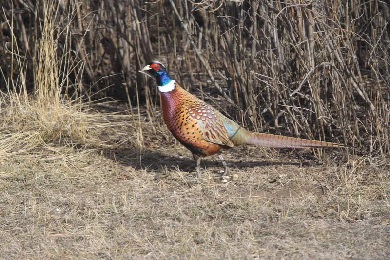 Rooster pheasant outside the farmhouse window