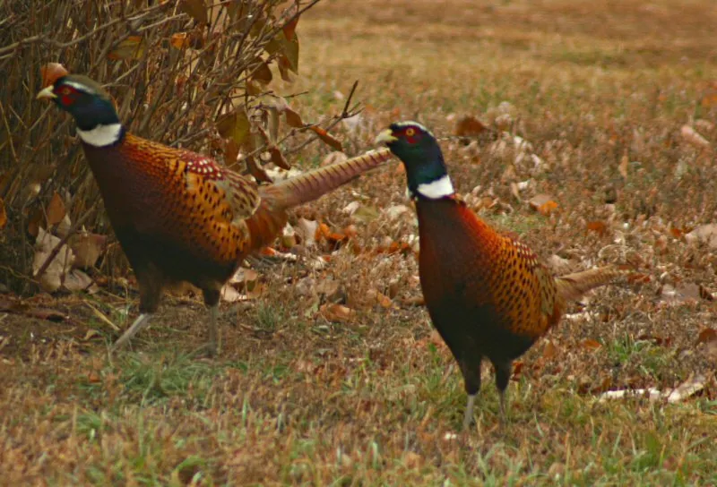 Two wild rooster pheasants