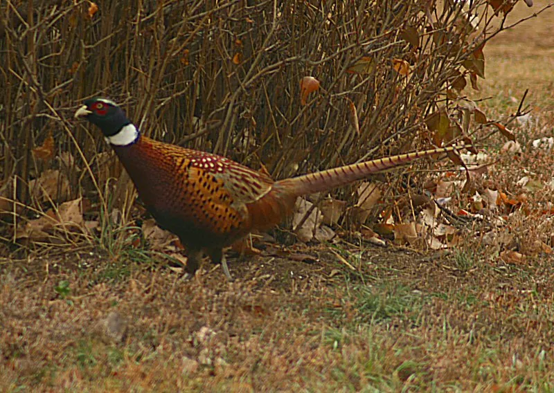 Wild rooster pheasant
