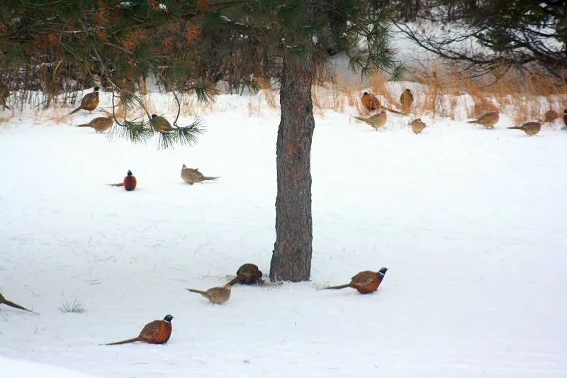 Pheasants in the backyard