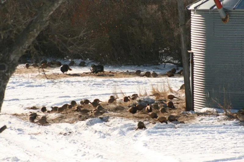 Wild turkeys and pheasants by the grain bin