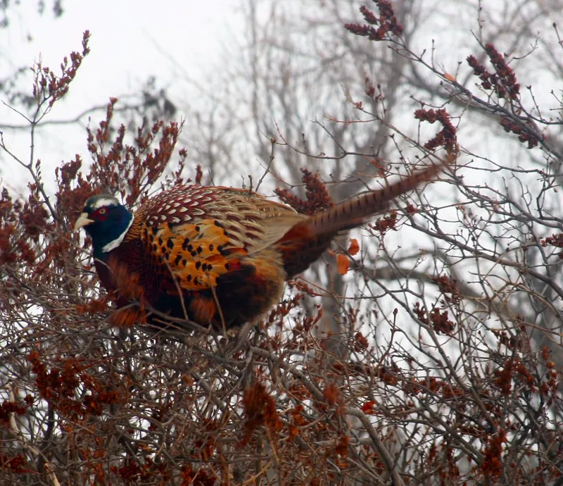 Pheasant in the lilacs
