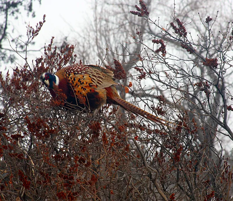 Pheasant eating lilac seeds