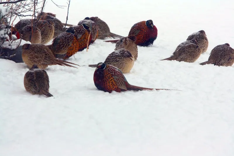 Wild pheasants on the farm