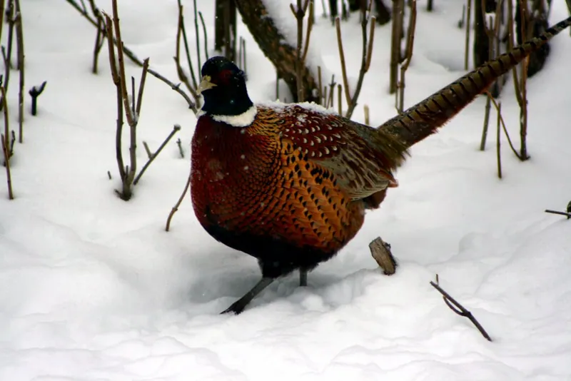 Wild pheasant on the farm