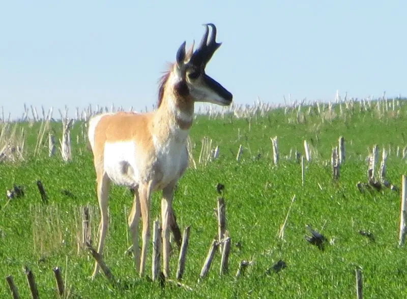 Pronghorn antelope on the prairie